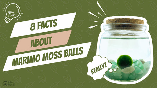 8 Unexpected Facts About Marimo Moss Balls