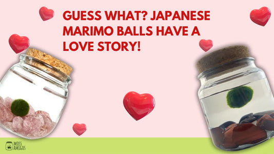 Guess What? Japanese Marimo Balls Have a Love Story!