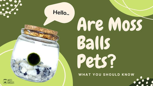 Are Moss Balls Pets? What You Should Know