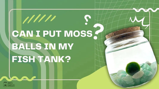 Can I Put Moss Balls in My Fish Tank? What to Know