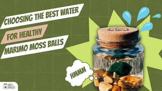 Choosing the Best Water for Healthy Marimo Moss Balls