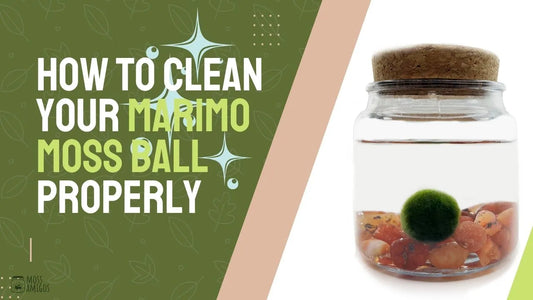 How to Clean Your Marimo Moss Ball Properly