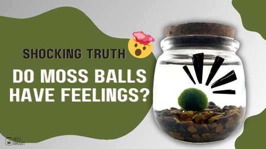 Shocking Truth: Do Moss Balls Have Feelings?