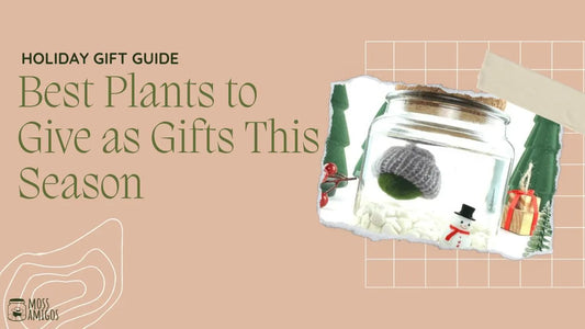 Holiday Gift Guide: Best Plants to Give as Gifts This Season