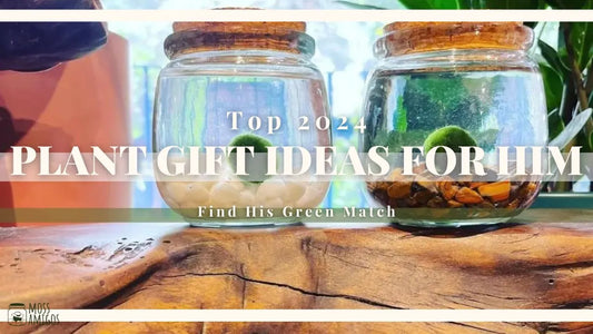 Find His Green Match: Top 2024 Plant Gift Ideas for Him