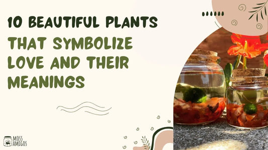 10 Beautiful Plants That Symbolize Love and Their Meanings