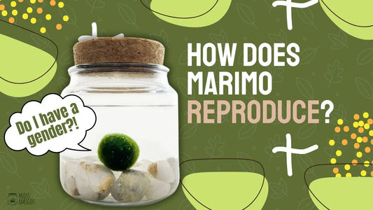 How Does Marimo Reproduce? The Answer Will Amaze You!