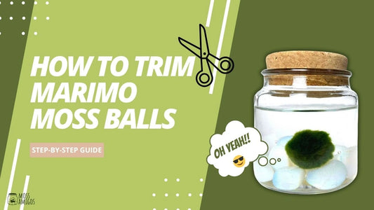 How to Trim Marimo Moss Balls
