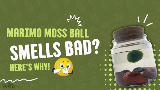 Marimo Moss Ball Smells Bad? Here's Why!