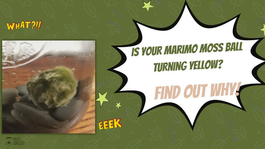 Is Your Marimo Moss Ball Turning Yellow? Find Out Why!