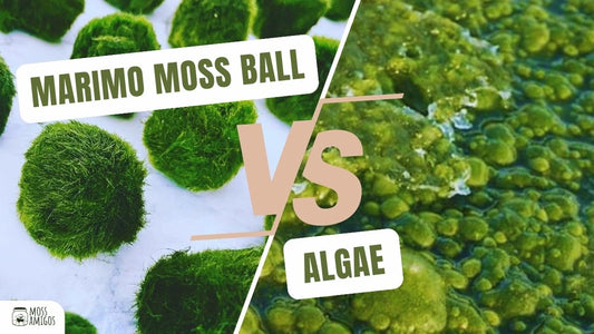 Marimo Moss Balls vs. Algae: Identifying the Differences