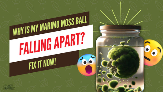 Why Is My Marimo Moss Ball Falling Apart? Fix It Now!