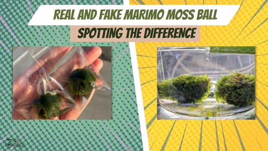 real and fake marimo moss ball