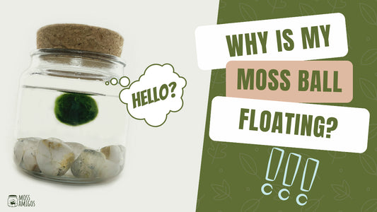 Why Is My Moss Ball Floating? Simple Science Explained