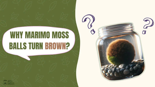 Why Marimo Moss Balls Turn Brown: Causes and Solutions