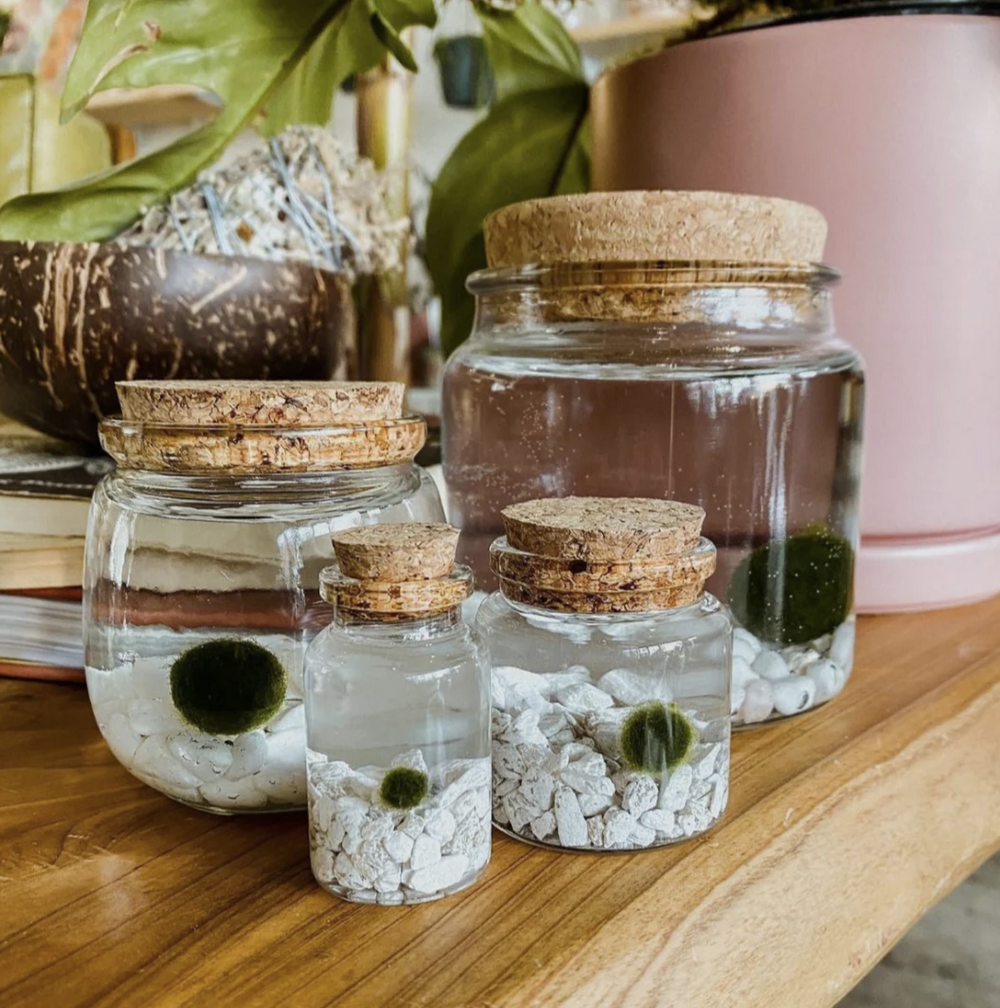 Moss Amigos retail display
