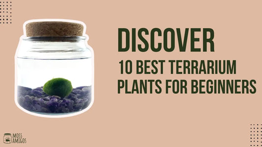 Discover 10 Best Terrarium Plants for Beginners