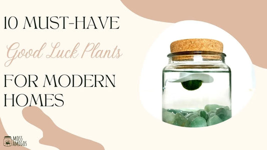 10 Must-Have Good Luck Plants for Modern Homes