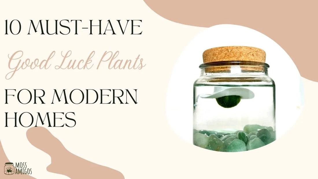 10 Must-Have Good Luck Plants for Modern Homes