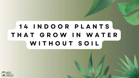 14 Indoor Plants That Grow in Water Without Soil