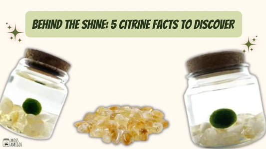 Behind the Shine: 5 Citrine Facts to Discover