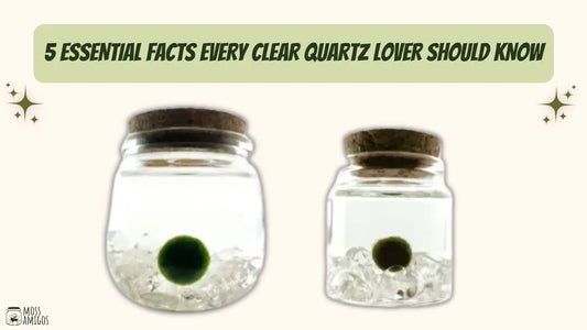 5 Essential Facts Every Clear Quartz Lover Should Know