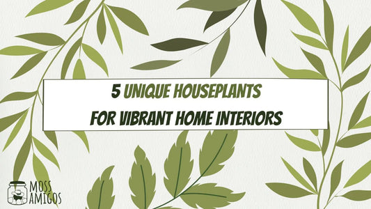 5 Unique Houseplants for Vibrant Home Interiors