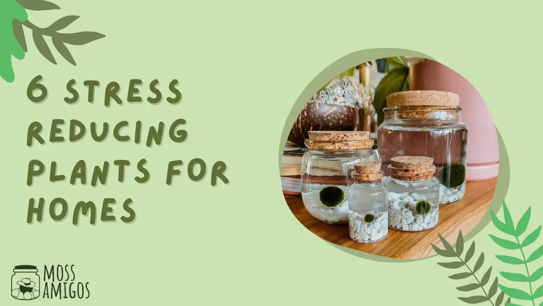 6 Stress Reducing Plants for Homes