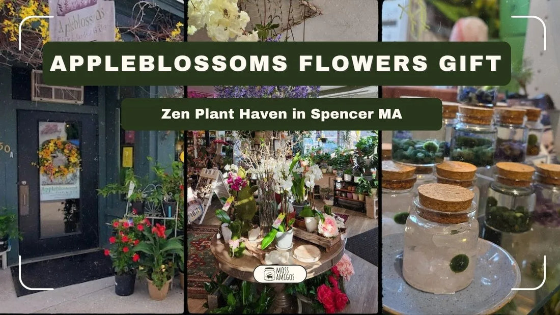 Appleblossoms Flowers Gift Shop: Zen Plant Haven in Spencer 