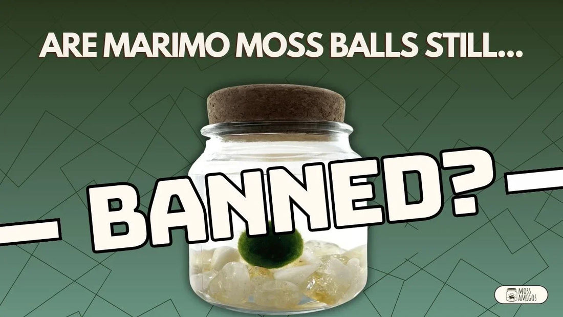 Are Marimo Moss Balls Still Banned? What 2025 Buyers Need to Know