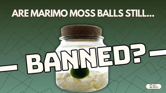 Are Marimo Moss Balls Still Banned? What 2025 Buyers Need to Know