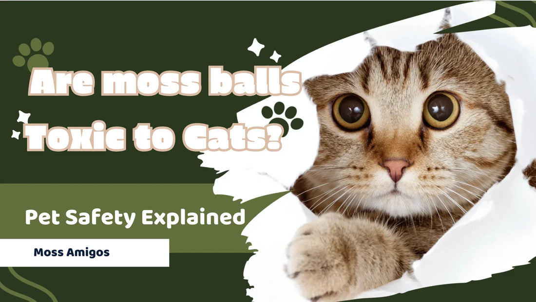 Are Moss Balls Toxic To Cats? Pet Safety Explained