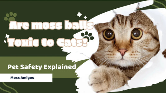 Are Moss Balls Toxic To Cats? Pet Safety Explained