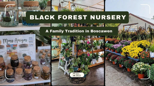 Black Forest Nursery: A Family Tradition in Boscawen