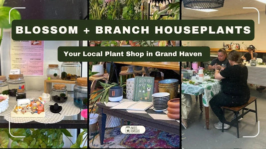 Blossom + Branch Houseplants: Your Local Plant Shop in Grand Haven 