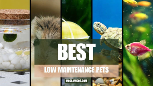 The Best Low Maintenance Pets for Busy, Happy Lives
