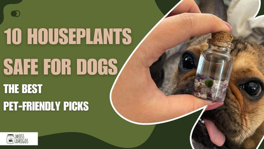 Top Houseplants Safe for Dogs to Enjoy at Home