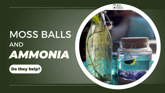 Do Moss Balls Help With Ammonia? What to Know