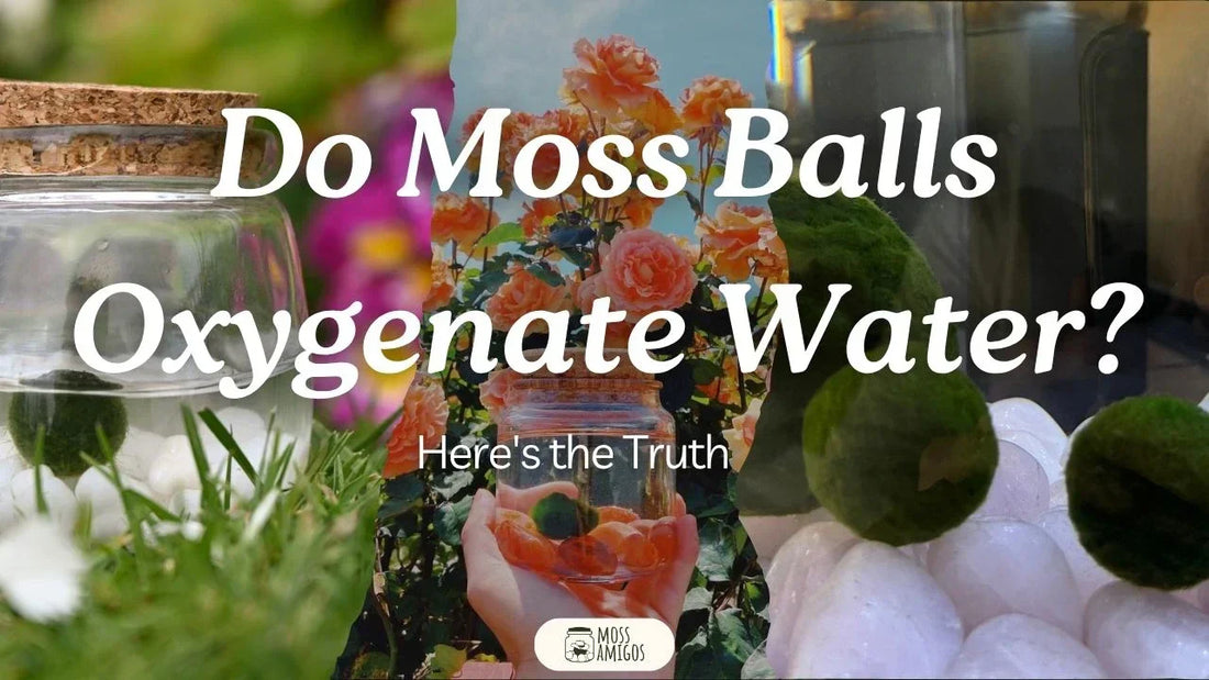 Do Moss Balls Oxygenate Water? Here’s What Actually Happens