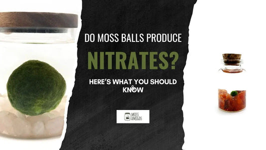 Do Moss Balls Reduce Nitrates? Here’s What You Should Know
