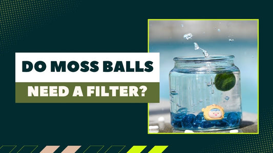 Do Moss Balls Need a Filter? Care Tips That Actually Matter