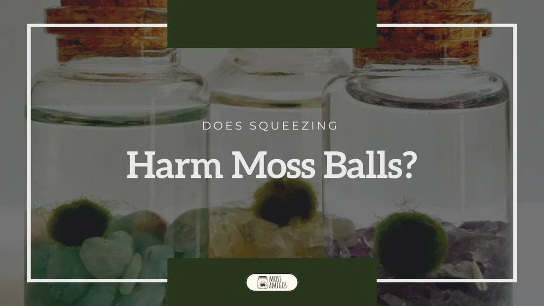 Does Squeezing A Moss Ball Kill It?