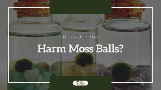 Does Squeezing A Moss Ball Kill It?