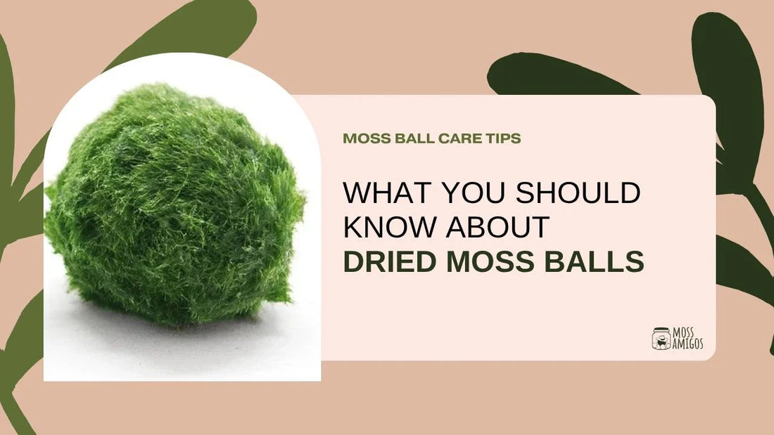 What You Should Know About Dried Moss Balls