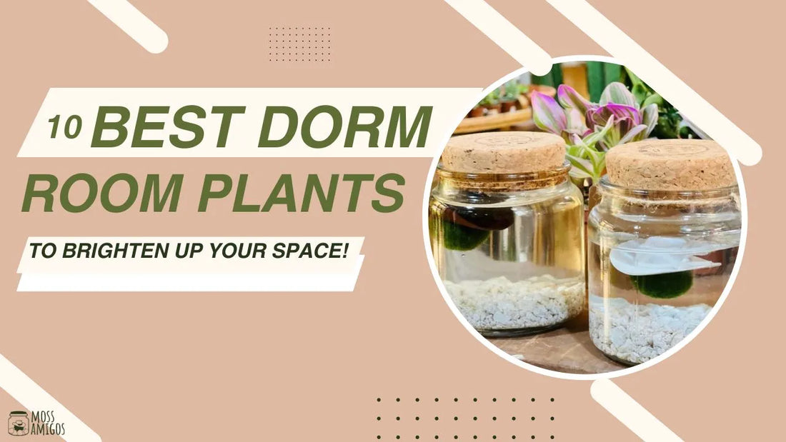 10 Best Dorm Room Plants to Brighten Up Your Space!