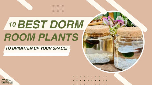 10 Best Dorm Room Plants to Brighten Up Your Space!