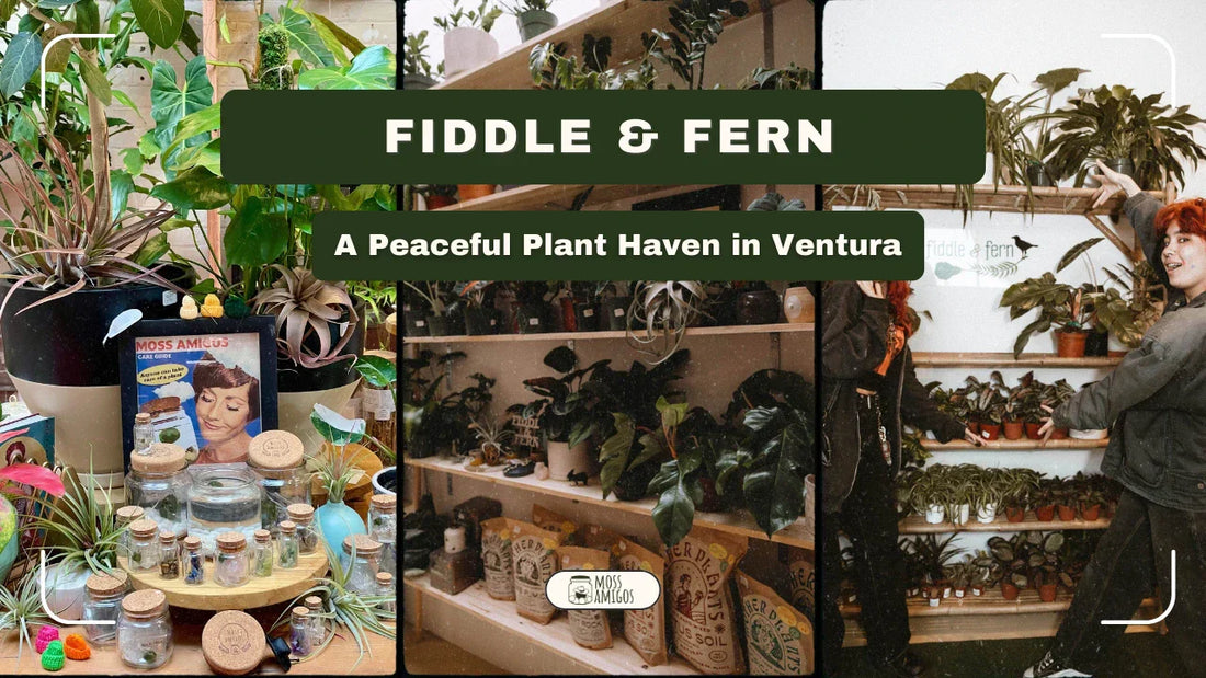 Fiddle & Fern: A Peaceful Plant Haven in Ventura