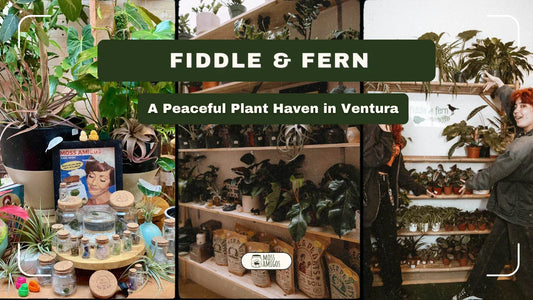 Fiddle & Fern: A Peaceful Plant Haven in Ventura