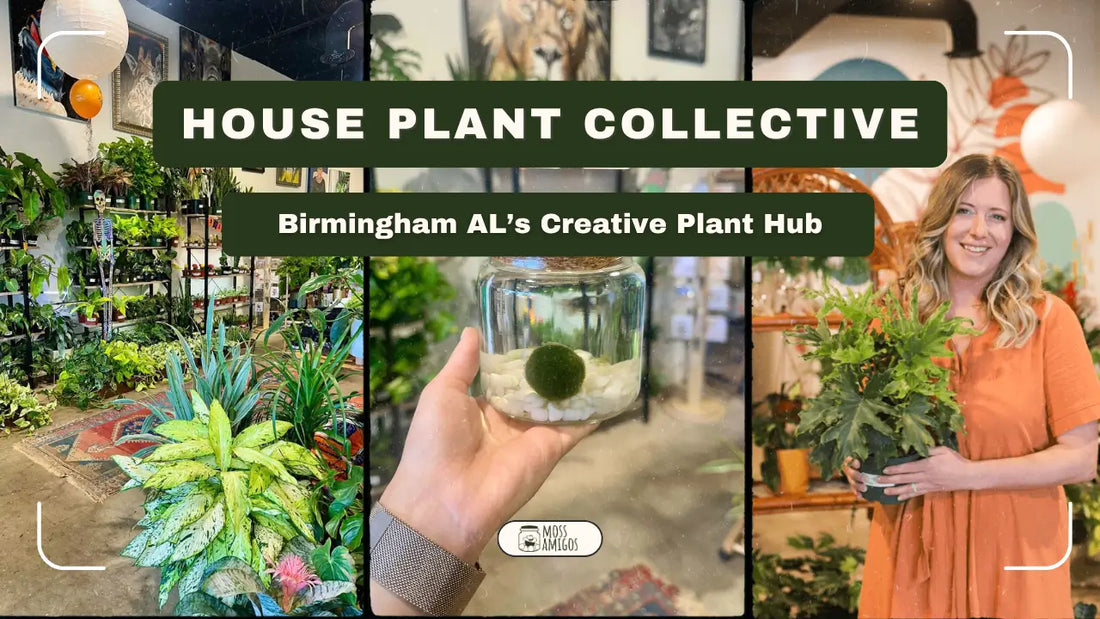 House Plant Collective: Birmingham AL’s Creative Plant Hub