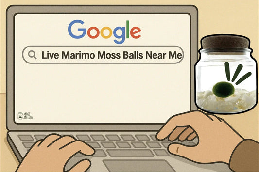 Marimo Moss Ball Near Me | Buy Real, Certified Moss Ball